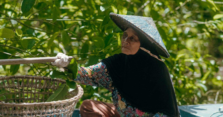 Proces zpracování našeho kratomu – Fáze, které zajišťují nejvyšší kvalitu